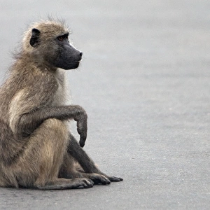 Chacma / Cape Baboon - sitting on the road