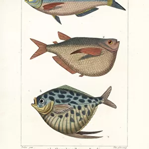 Chinese gizzard shad, silver hatchetfish and moonfish