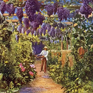 Cultivation of grapes, Madeira