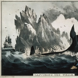 CURRIER and IVES. Capturing the whale. Litography