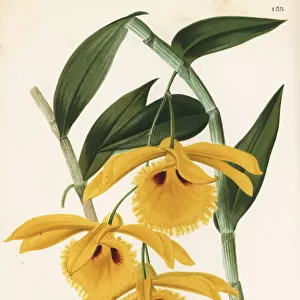 Dendrobium hookerianum orchid