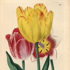 Didiers tulip or garden tulip, Tulipa gesneriana