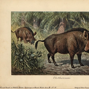 Elotherium or Entelodon, extinct genus of Entelodontidae