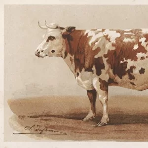 French Cow 1862