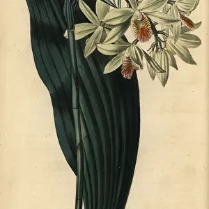 Geodorum orchid, Geodorum terrestre