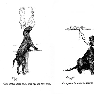 Illustrations of a black dog by Cecil Aldin