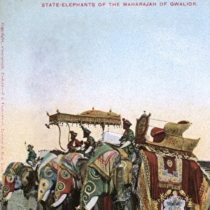 Maharaja of Gwaliors four state elephants, India