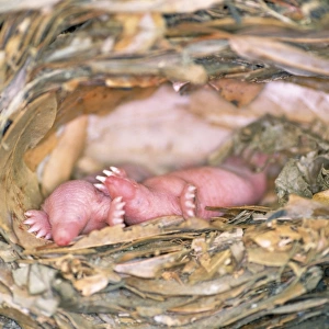 Mole - babies in nest