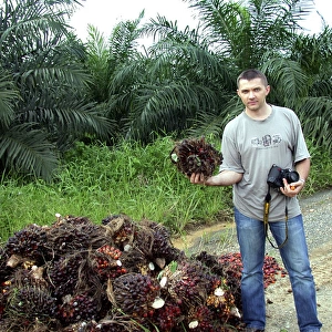 Oil palm fruits are piled on a road-side along