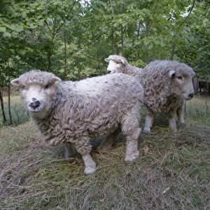 Ovis aries, sheep