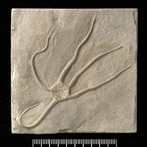 Palaeocoma egertoni, a fossil ophiuroid