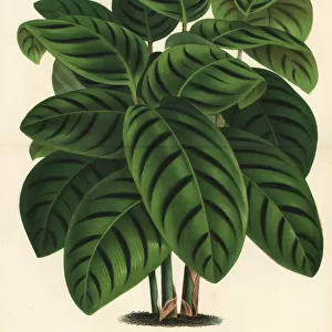 Phrynium villosulum foliage plant