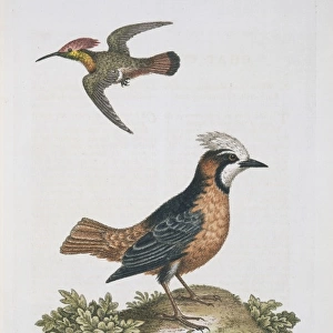 Plate 344 from The Gleanings of Natural History by George Ed