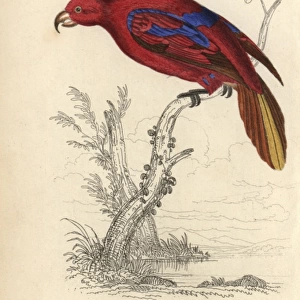 Red lory, Eos rubra