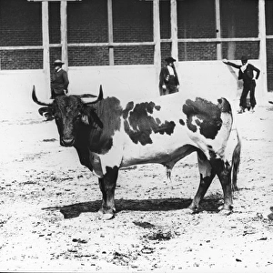 Spain - A Bull bred for the arena (piebald) - from Life