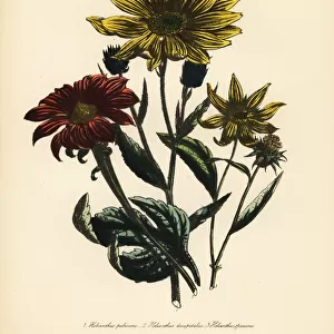Sunflower or Helianthus species