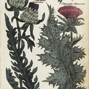 Woolly headed thistle and milk or ladys thistle