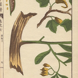 Yellow flowers, root, seeds and leaves of Cheilocostus