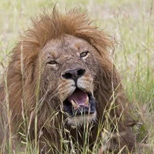 African Lion - male with mouth open - Masai Mara Game Reserve - Kenya