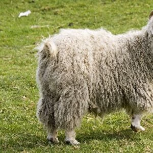 Angora Goat - Rare Breed Trust Cotswold Farm Park Temple Guiting near Stow on the Wold UK. Originating in the Angora regio of Asia Minor (now Turkey) Angora goats date back to the time of Moses around 1500 BC and brought to Europe in the mid 1500s