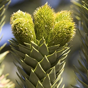 Araucaria / Monkey Puzzle / Chile Pine Tree - Young male cones Photographed in Neuquen Province, Argentina
