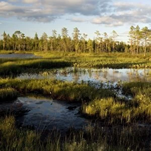 Arctic landscape - bog, lake and coniferous woodland near Muddus National Park, Sweden