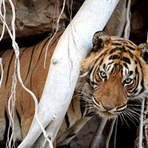 Bengal / Indian Tiger - in Banyan Tree roots - Ranthambhore National Park - Rajasthan - India