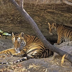 Bengal / Indian Tiger - with cub resting in cave Bandhavgarh National Park, India