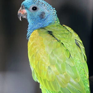 Blue-headed Amazon Parrot Brazil, South America