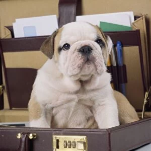 Bulldog - puppy in briefcase