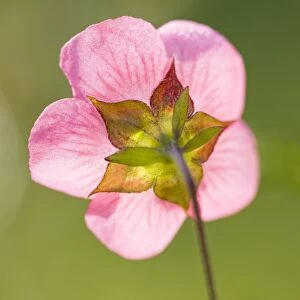 Cape Mallow Flower - Norfolk UK
