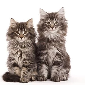 Cat - two Norwegian forest kittens