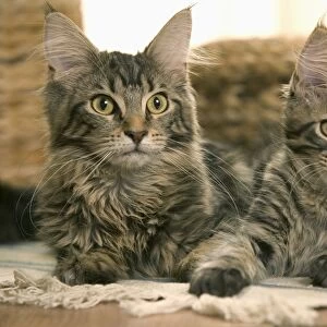 Cats - Maine Coon - Two lying down together