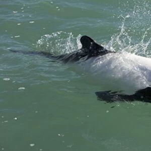 Commerson's dolphin Coast of Patagonia, Argentina