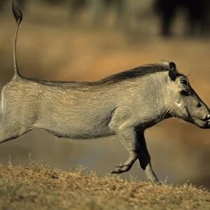 Common Warthog - Running. Lives in open and arid areas in central and southern Africa - In spite of great tolerance of heat and drought they depend upon natural and self-dug shelters to escape extremes of heat and cold
