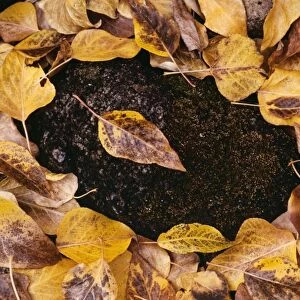 Cottonwood Leaves - Autumn