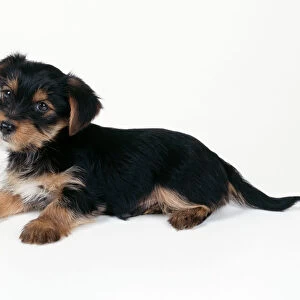 Crossbreed Dog - puppy