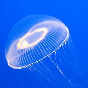 Crystal Jelly - Photographed at Monterey Bay Aquarium - Monterey - California - USA