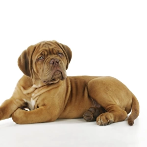 DOG. Dogue de bordeaux puppy laying down