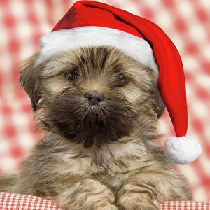 Dog - Lhasa Apso - puppy wearing Christmas hat Digital Manipulation: Hat (Su) - blurred background