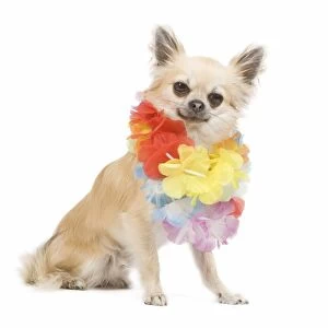Dog - long-haired chihuahua wearing flower necklace / lei in studio
