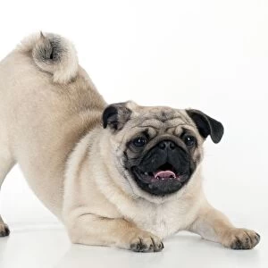 DOG - Pug puppy crouching on front paws