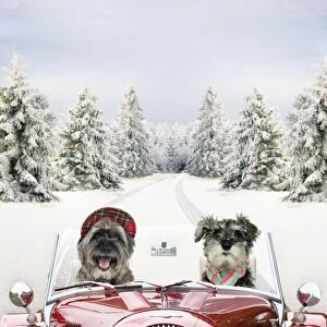 Dogs - Pugairn (cross between and Pug and a Cairn Terrier) and Schnauzer driving car through snow Digital Manipulation: Car & Dogs JD - scene ME
