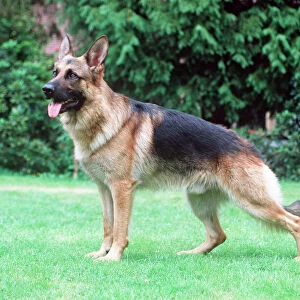 German Shepherd / Alsatian Dog