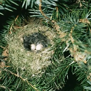 Goldcrest Nest with two eggs