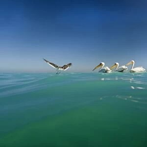 Great White Pelicans - seen from water level with a gull in flight - Atlantic Ocean - Namibia - Africa