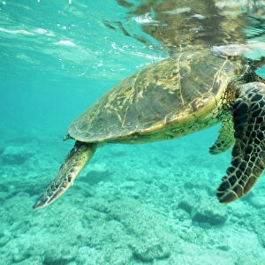 Green Sea Turtle Pacific Ocean, Hawaii