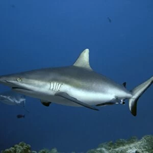 Grey Reef sharks waiting for the tide to change Tuamotus, French Polynesia