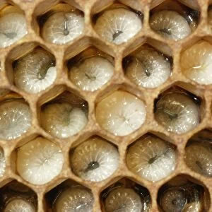 Honey Bee Brood comb with well developed larvae