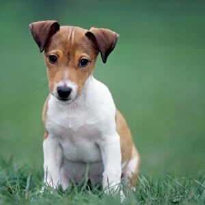Jack Russell Terrier puppy sitting in garden